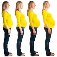 Pregnancy Baby Stages