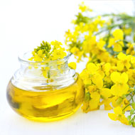 Canola Oil Benefits Pregnancy