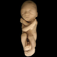 23rd Week Fetus Development